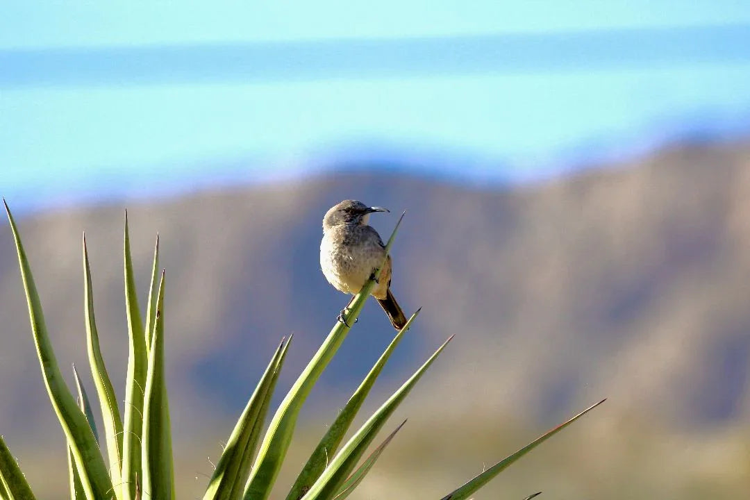 Cactus Wren & Yucca Postcard - Desert Wildlife Photography From El Paso, Texas (4.25" X 5.5") - Ysleta Mission Gift Shop