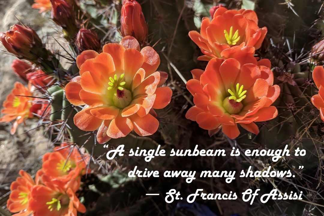 Claret Club Cactus Photo Print with St. Francis Quote: "A Single Sunbeam" – Matted, Ready to Frame