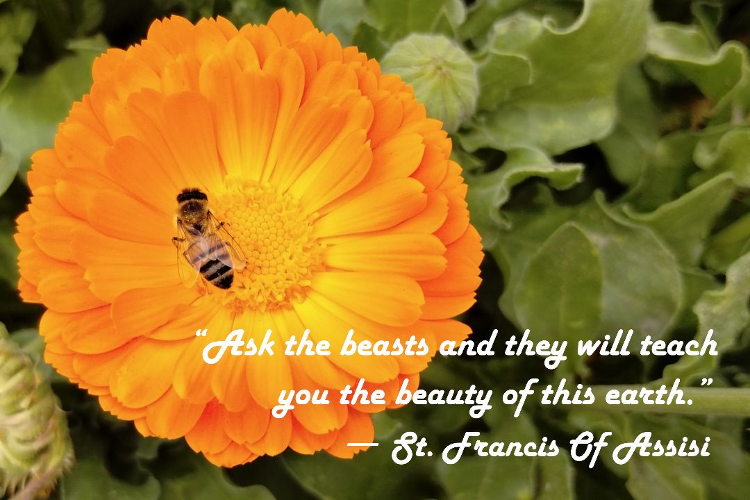 Flower & Bee Photo Print with St. Francis Quote: "Ask the Beasts" – Matted, Ready to Frame