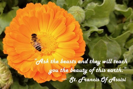 Flower & Bee Photo Print with St. Francis Quote: "Ask the Beasts" – Matted, Ready to Frame