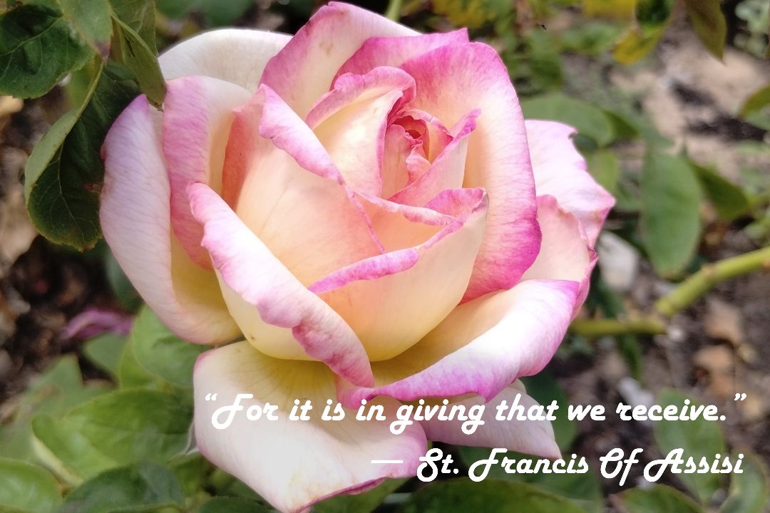 Pink Rose Photo Print with St. Francis Quote: "In Giving, We Receive" – Matted, Ready to Frame