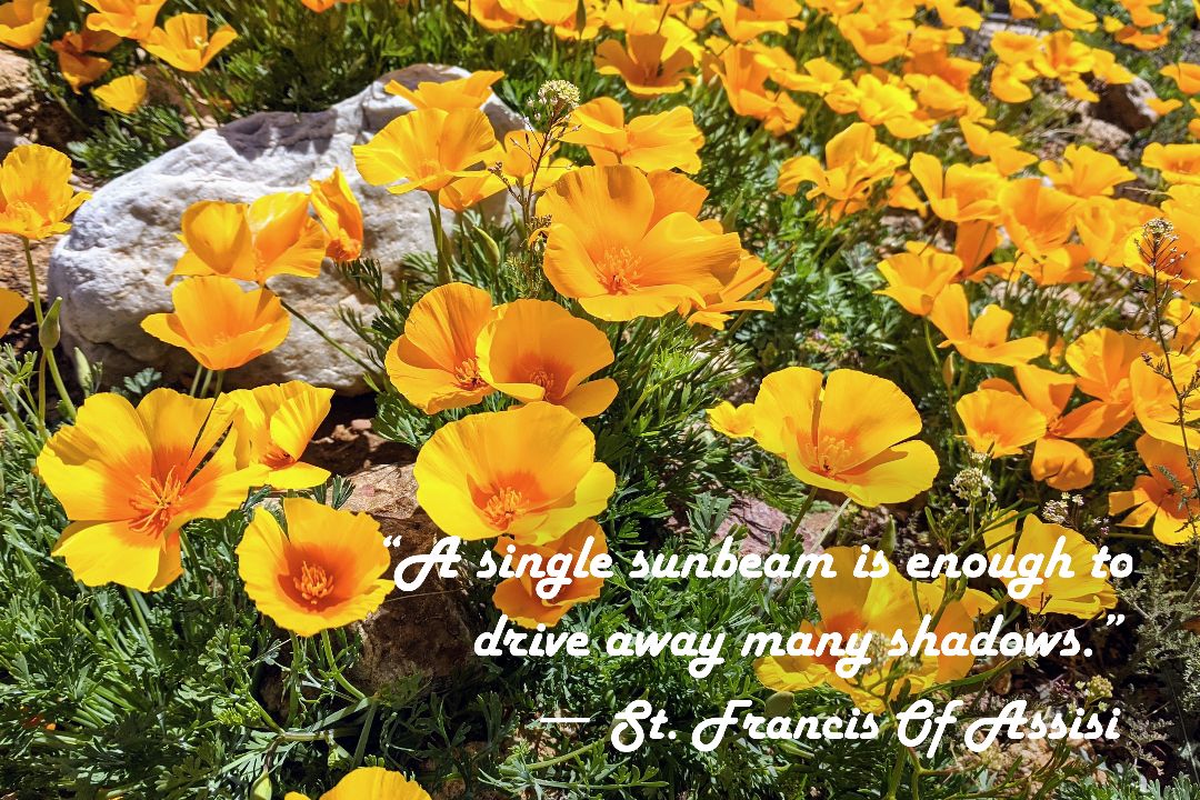 Mountain Poppies Photo Print with St. Francis Quote: "A Single Sunbeam" – Matted, Ready to Frame