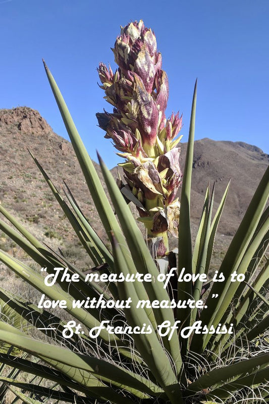 Claret Club Cactus Photo Print with St. Francis Quote: "Love Without Measure" – Matted, Ready to Frame