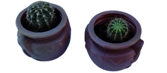 Live Hedgehog Cactus Potted Plants Upcycled Tamarindo Candy Container