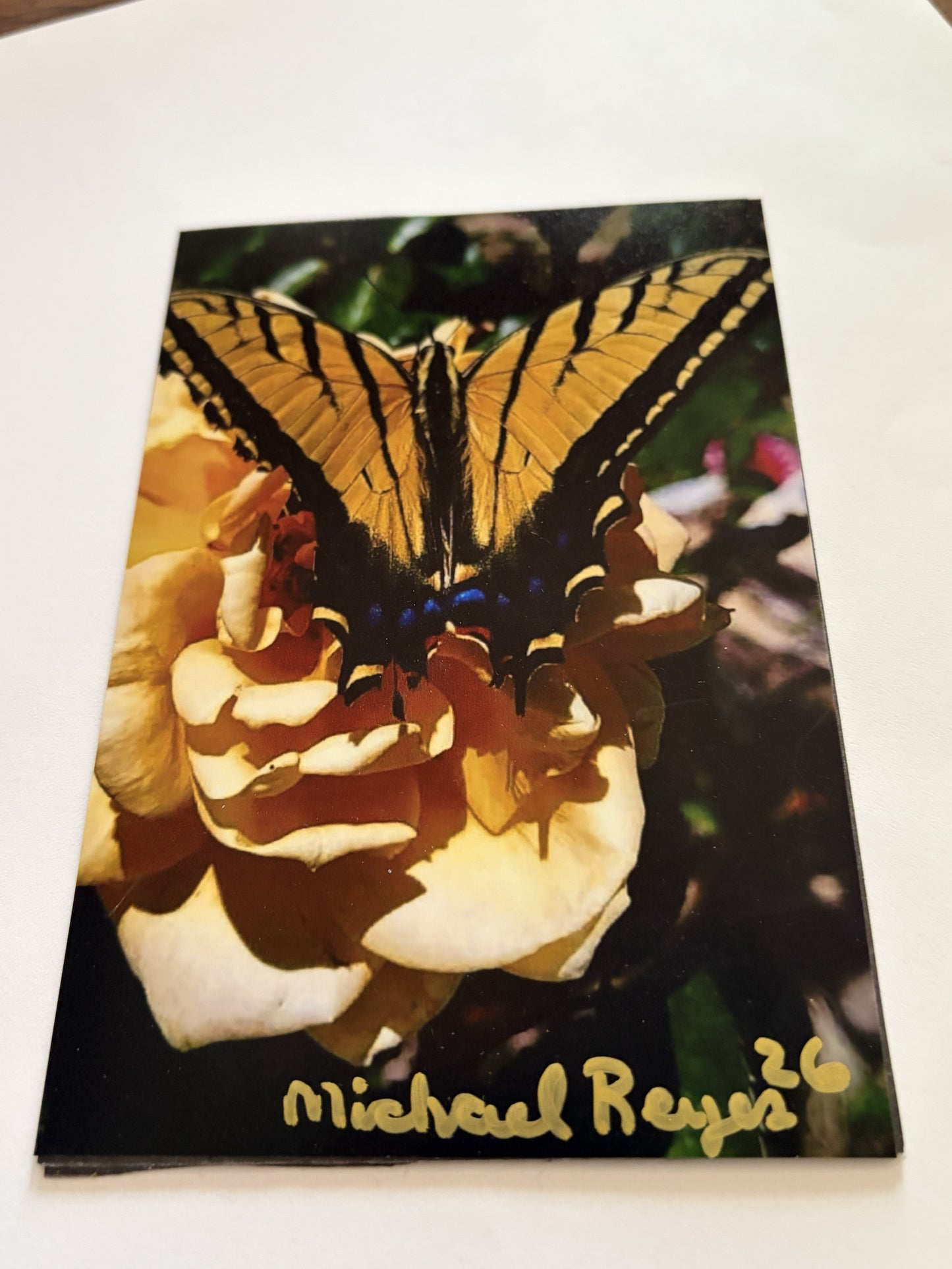 Yellow Rose Monarch Butterfly magnet by Sylvia Leroux, 4x6 artwork for refrigerator or home decor, featuring vibrant floral and butterfly design.