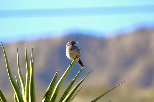 Cactus Wren & Yucca Postcard - Desert Wildlife Photography From El Paso, Texas (4.25" X 5.5") - Ysleta Mission Gift Shop