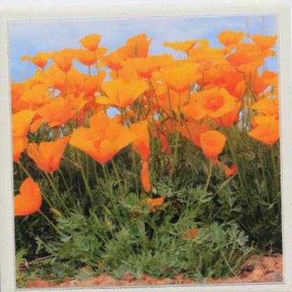 Mexican Poppies Coaster – Ceramic with Cork Backing 4x4 inches