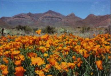 Poppies Franklin Mountains Magnet – 2.5 x 3.5 inches